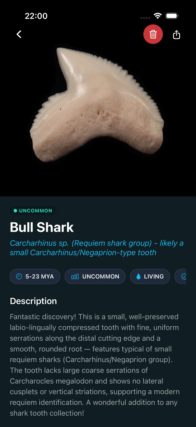 Shark Tooth Identifier app using AI computer vision to identify a Bull Shark tooth, returning species, rarity and a detailed description