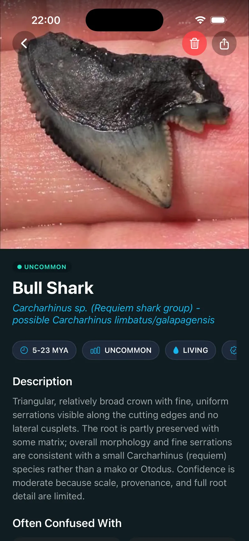 Shark Tooth Identifier app identification result showing a Bull Shark tooth with species, geological age and rarity